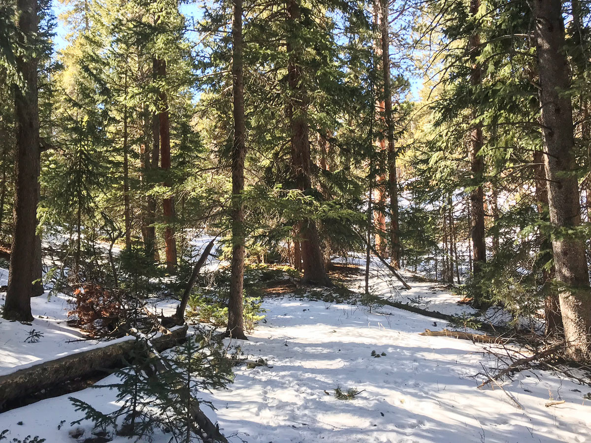 Path through the woods on Dot snowshoe trail in Indian Peaks, Colorado