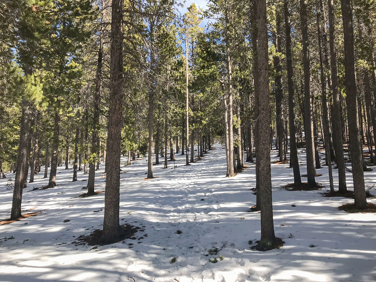 Snow on Dot snowshoe trail in Indian Peaks, Colorado