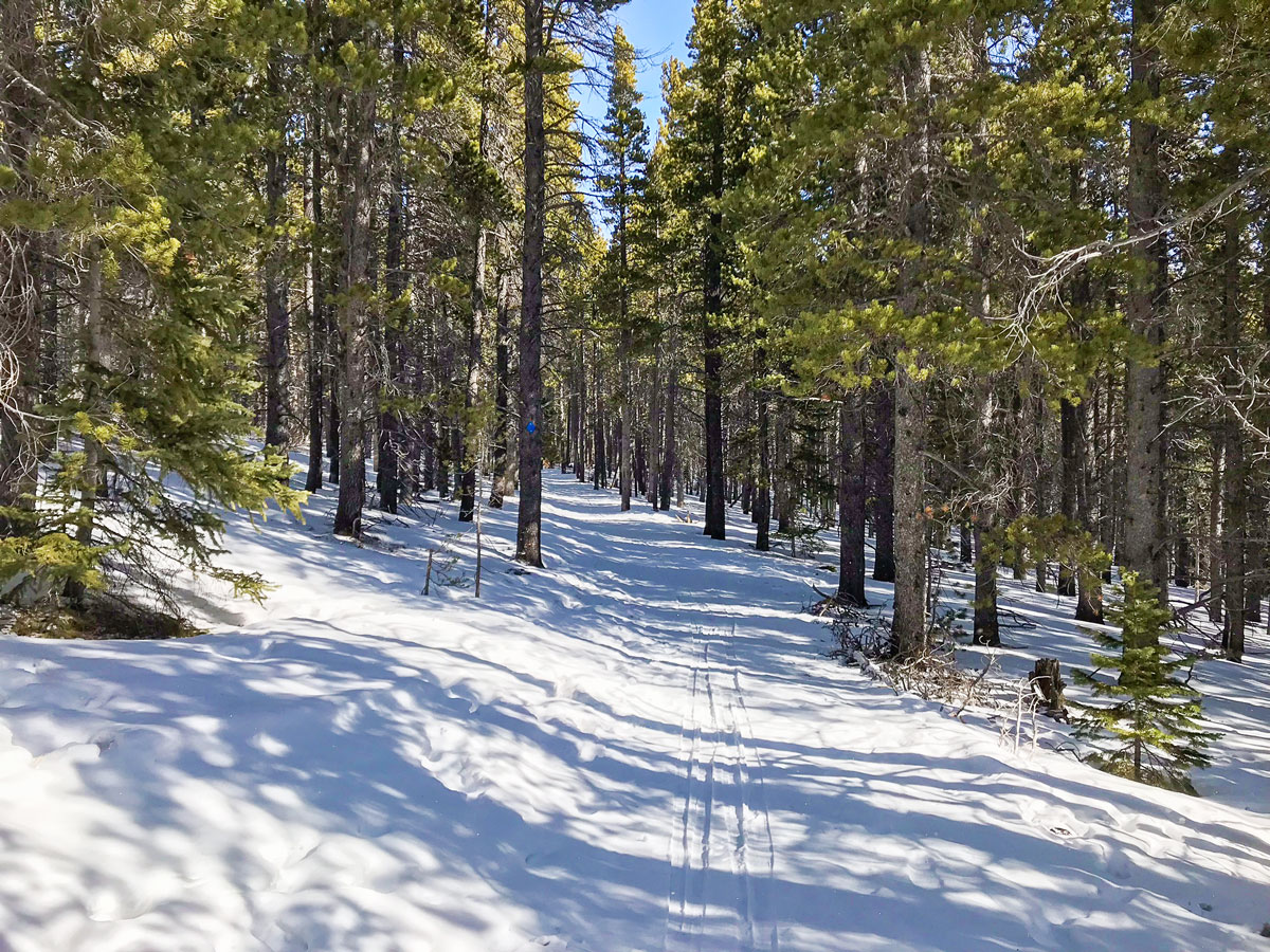 Path through woods on Sourdough snowshoe trail in Indian Peaks, Colorado