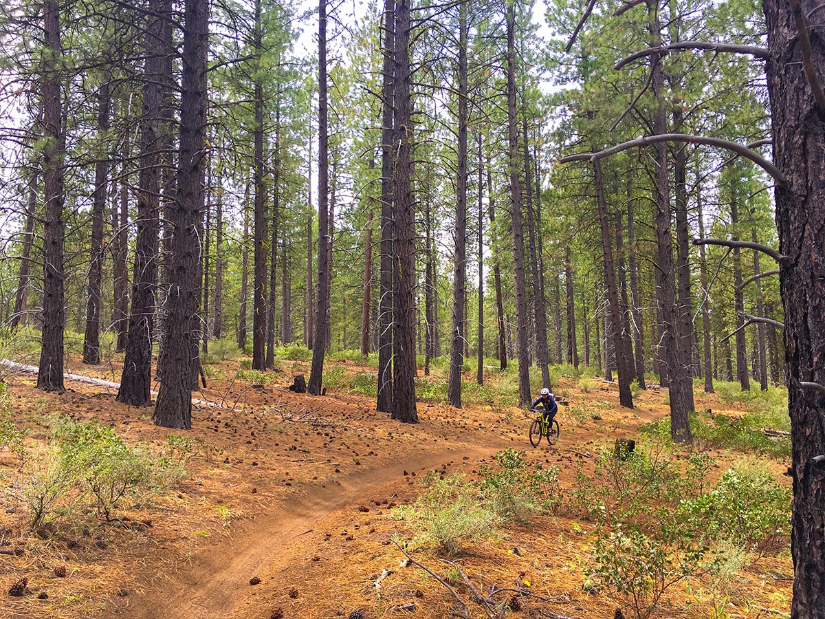Beautiful pine forest on Kent's mountain biking trail near Bend, Oregon