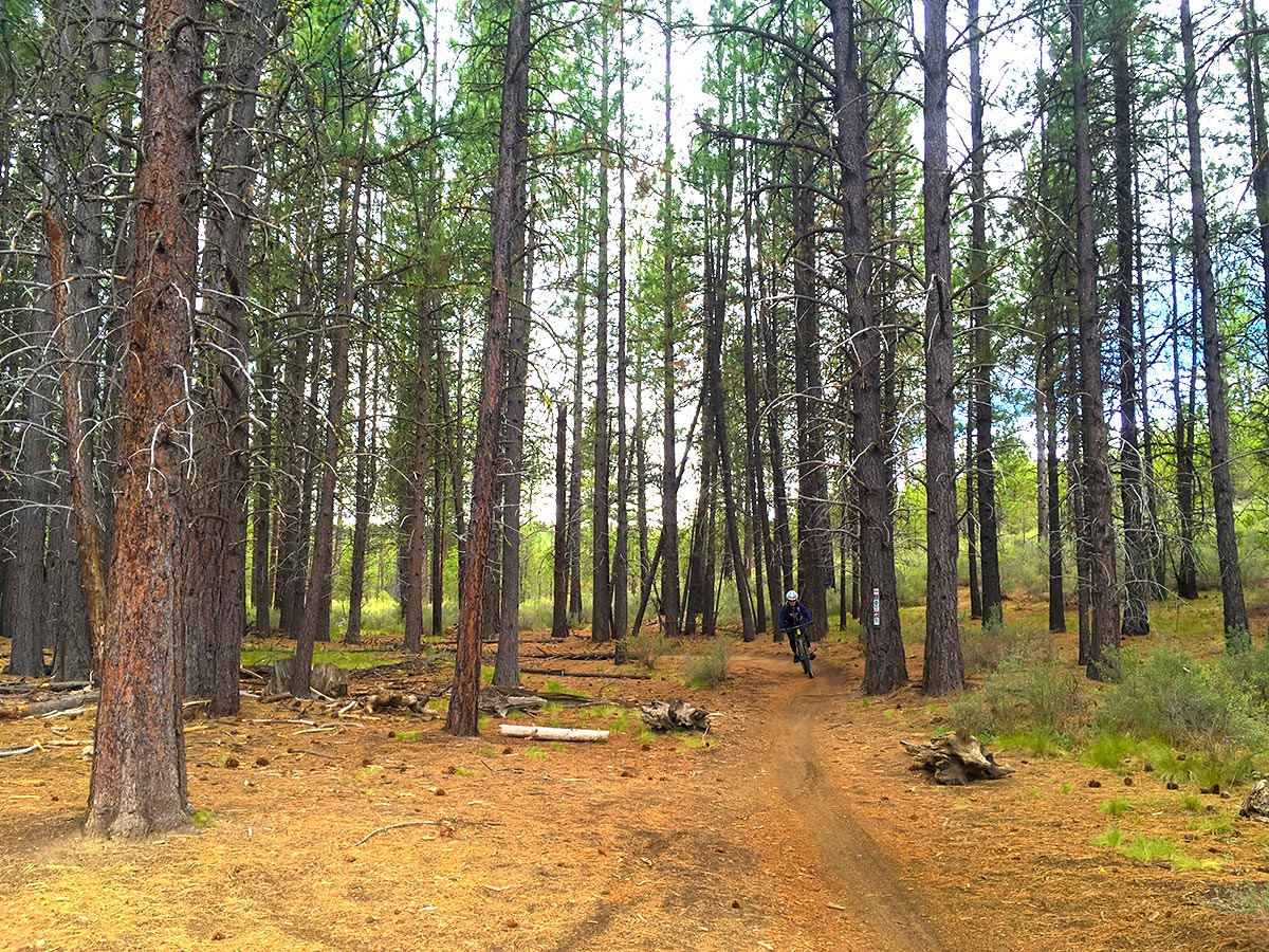 Dense forest on Kent's mountain biking trail near Bend, Oregon