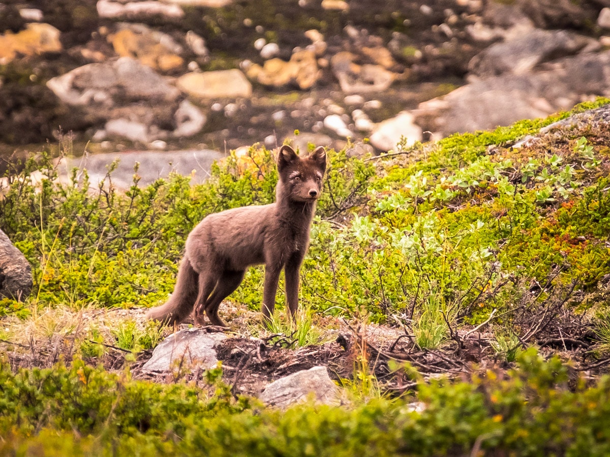 Arctic fox on Arctic Circle Trail hike