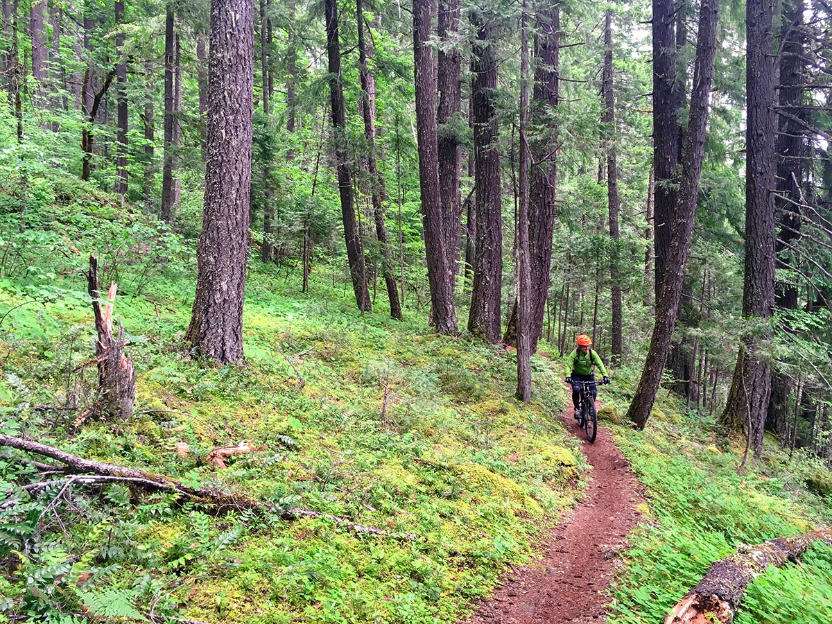 Path through woods on McKenzie River mountain biking trail in Bend, Oregon