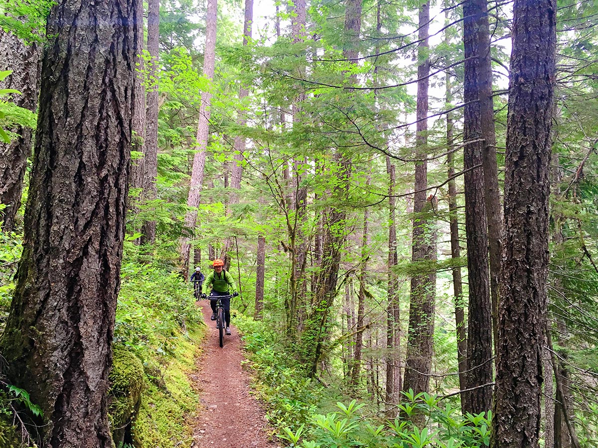 Lush forest on McKenzie River mountain biking trail in Bend, Oregon