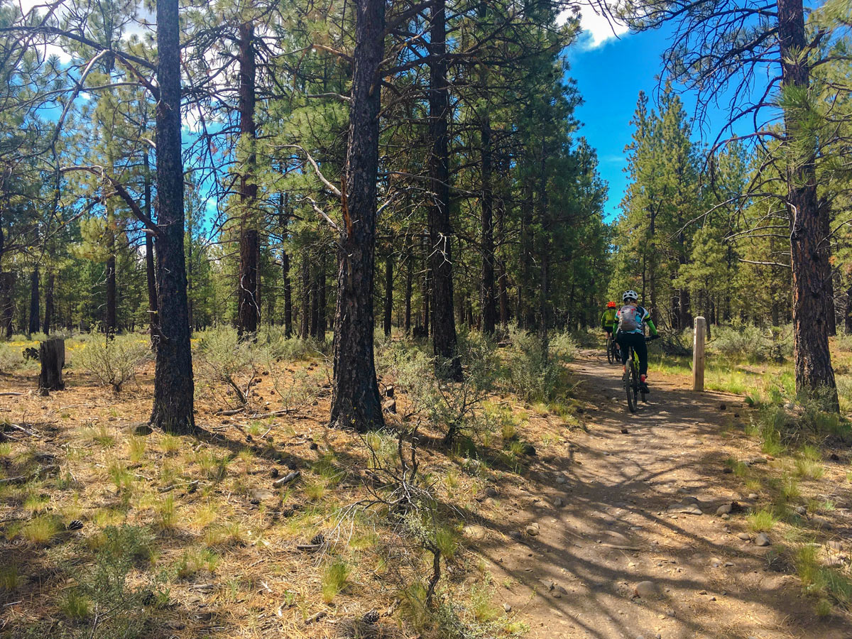 Sparse forest on Peterson Ridge biking trail in Bend, Oregon