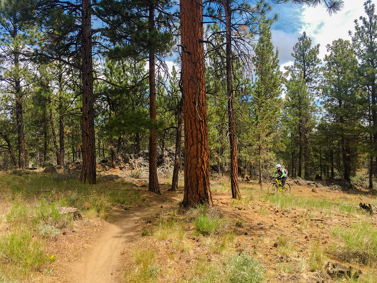 Beautiful trees on Peterson Ridge biking trail in Bend, Oregon