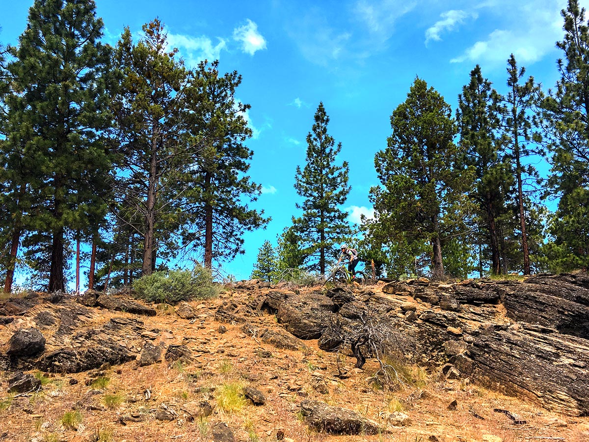 Descending on a technical rock on Peterson Ridge biking trail in Bend, Oregon