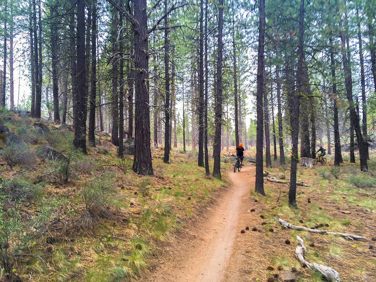 Path between trees on Phil's mountain biking trail in Bend, Oregon
