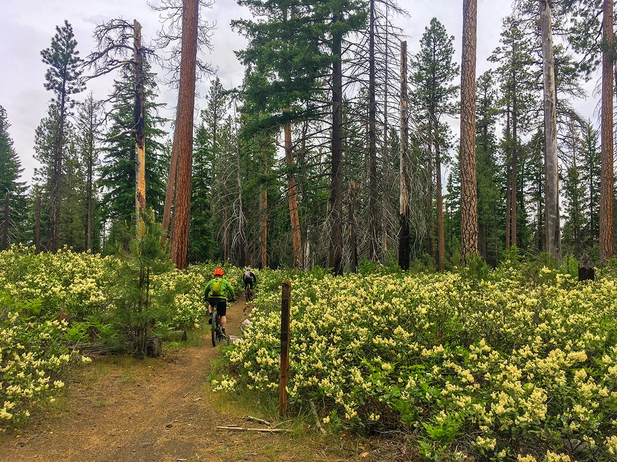 Thick bushes along Suttle Tie Loop biking trail in Bend, Oregon