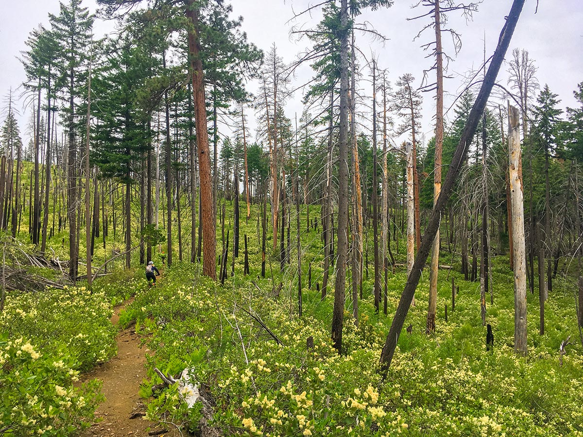 Burnt out forest on Suttle Tie Loop MTB trail in Bend, Oregon