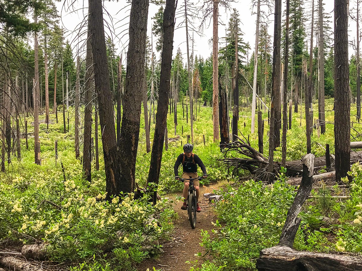 Short ascent through a sparse forest on Suttle Tie Loop MTB trail in Bend, Oregon