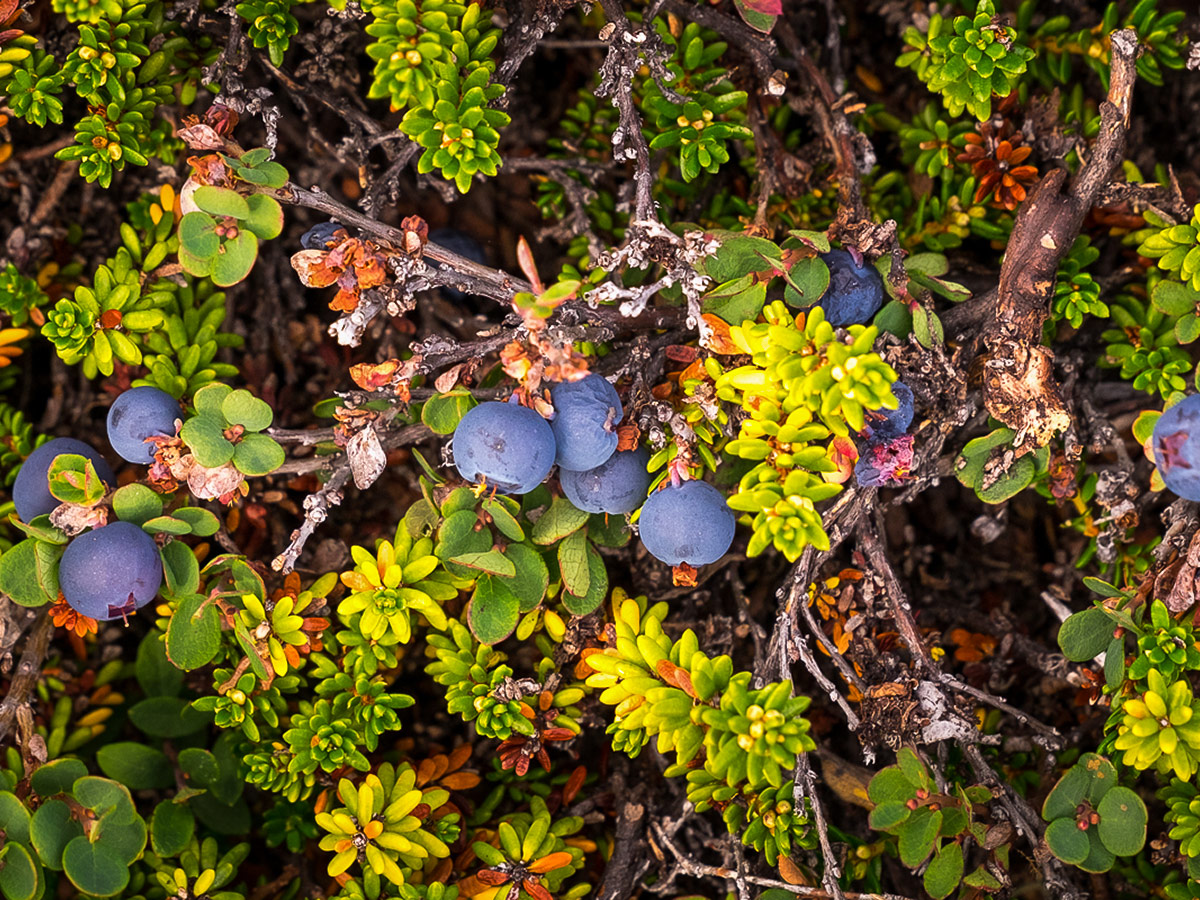 Wild blueberries on Greenland’s Arctic circle trail