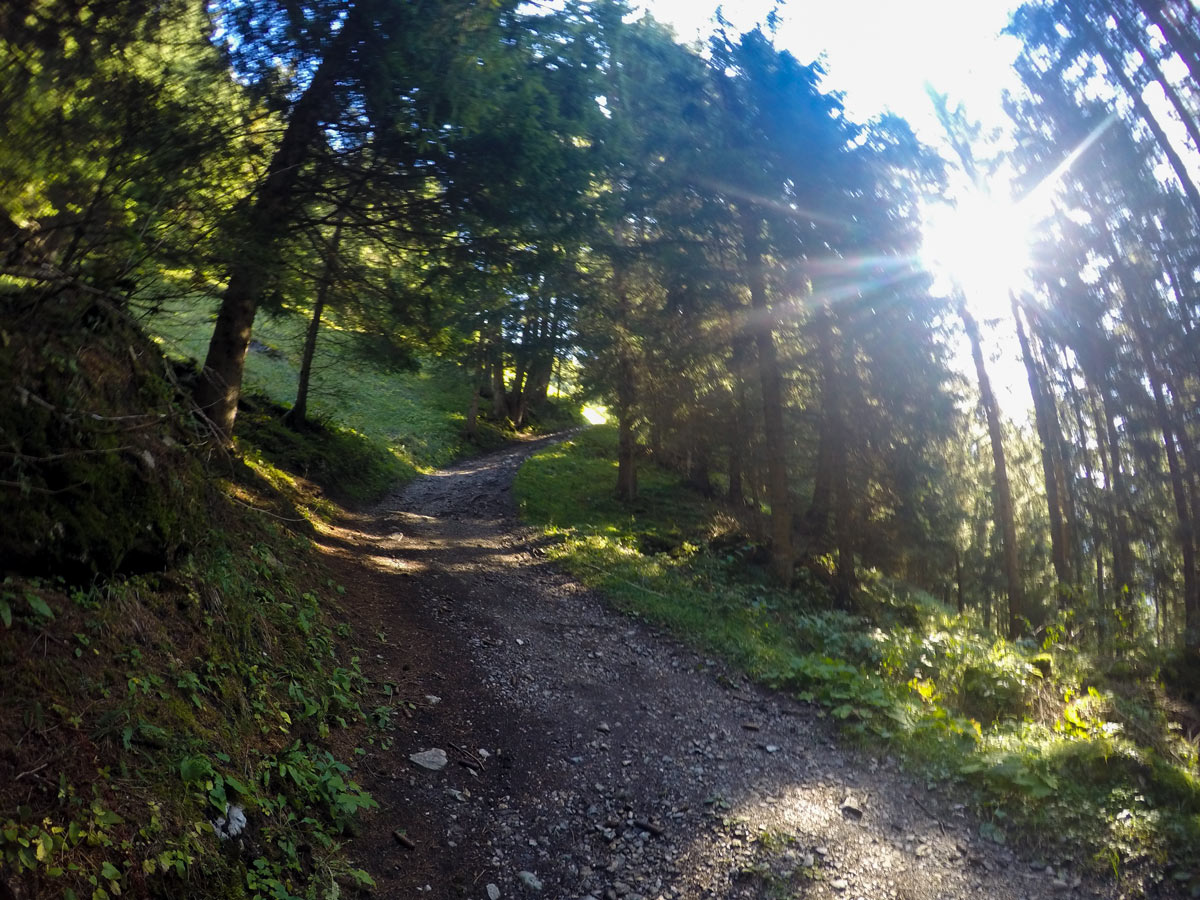 Path through woods on Themenwanderung Bergmähderweg hike in Mayrhofen, Zillertal Valley, Austria