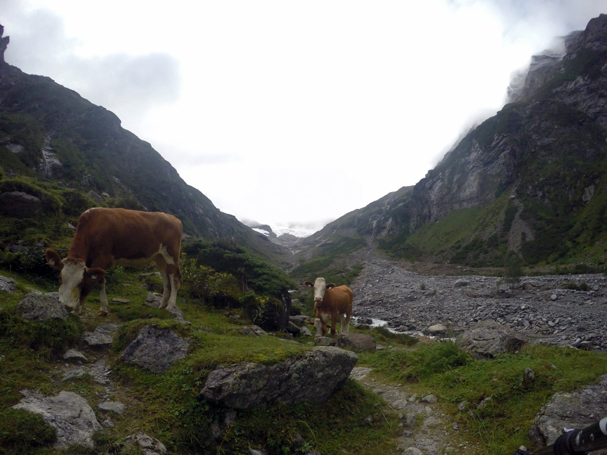 Cows on Berlinerhütte over Mörchnerscharte hike near Mayrhofen, Zillertal Valley, Austria