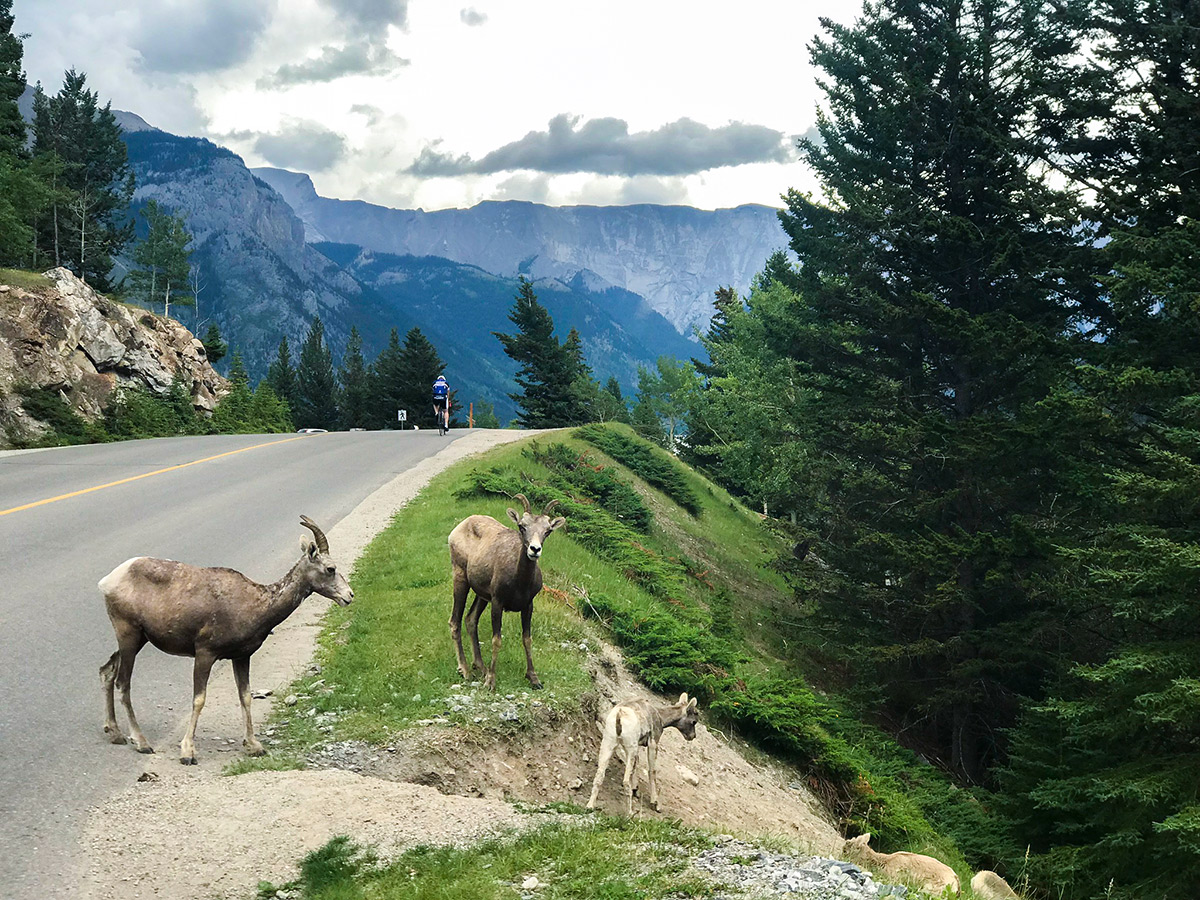 Fauna on Minnewanka Loop road biking route in Banff National Park