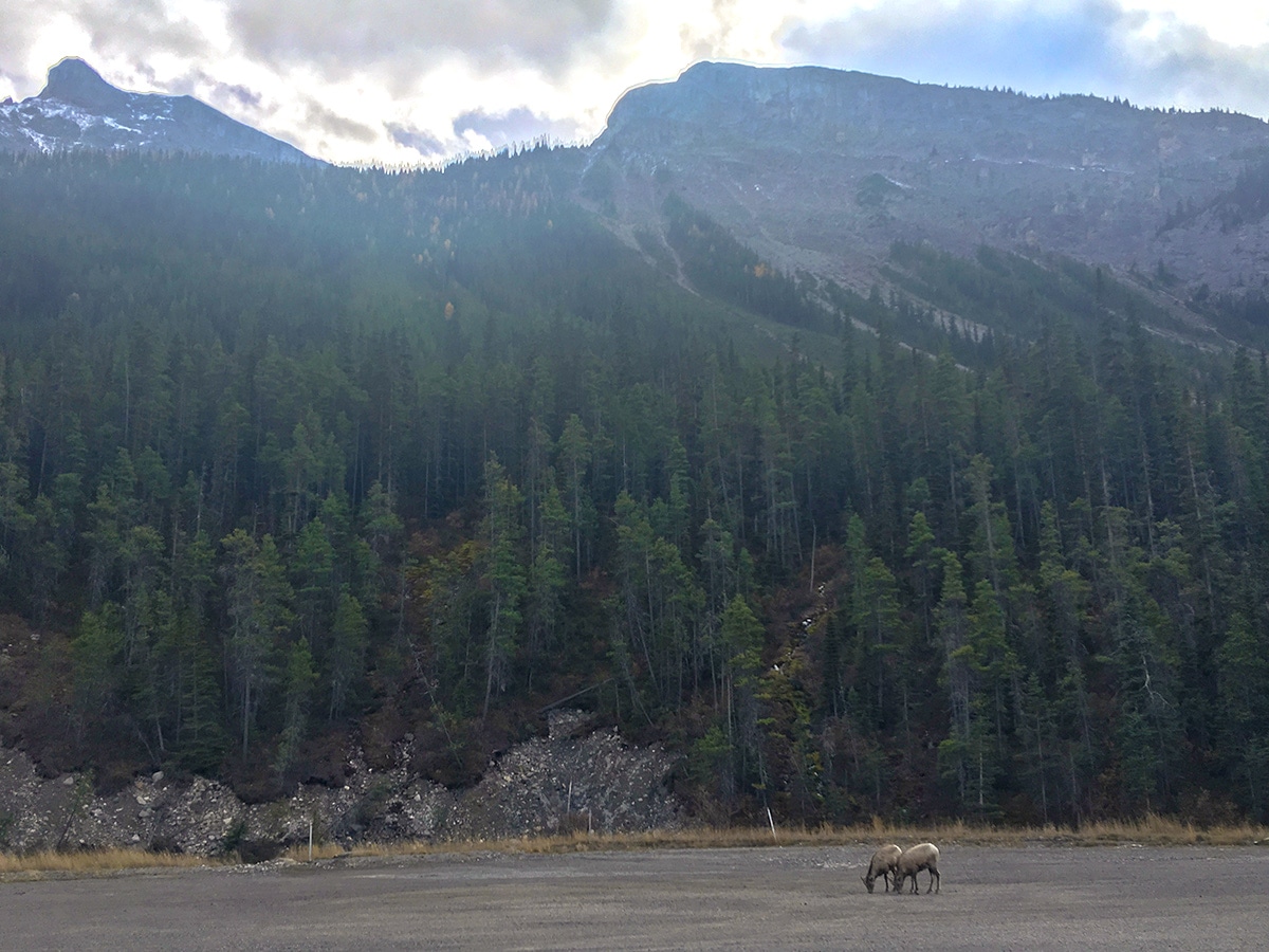 Wildlife on Sunshine Road road biking route in Banff National Park