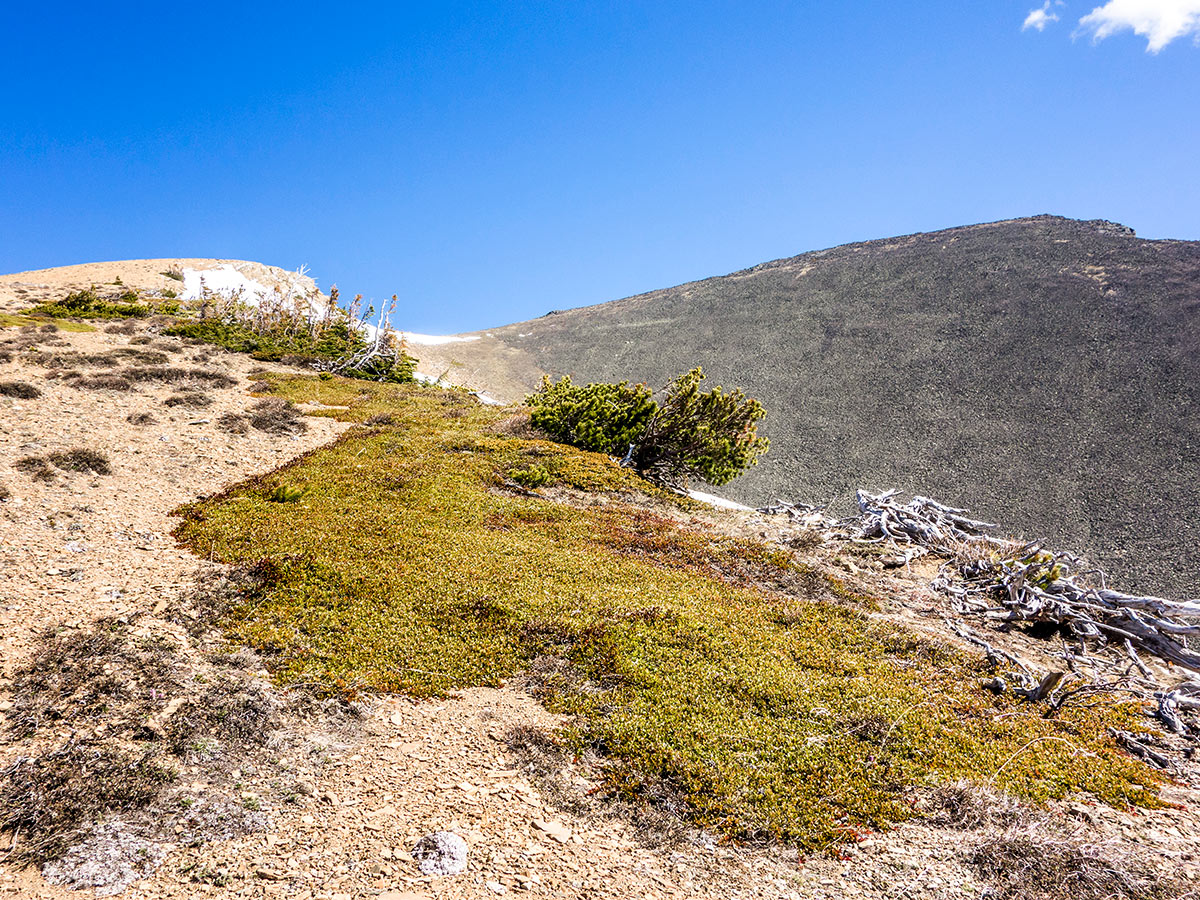 Great views of Pincher Ridge scramble in Castle Provincial Park, Alberta