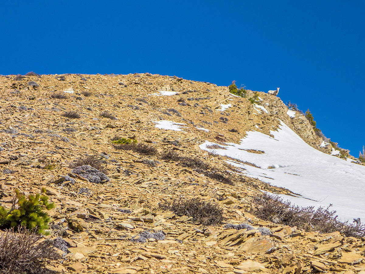 Sheep on top of the false summit on Pincher Ridge scramble in Castle Provincial Park, Alberta