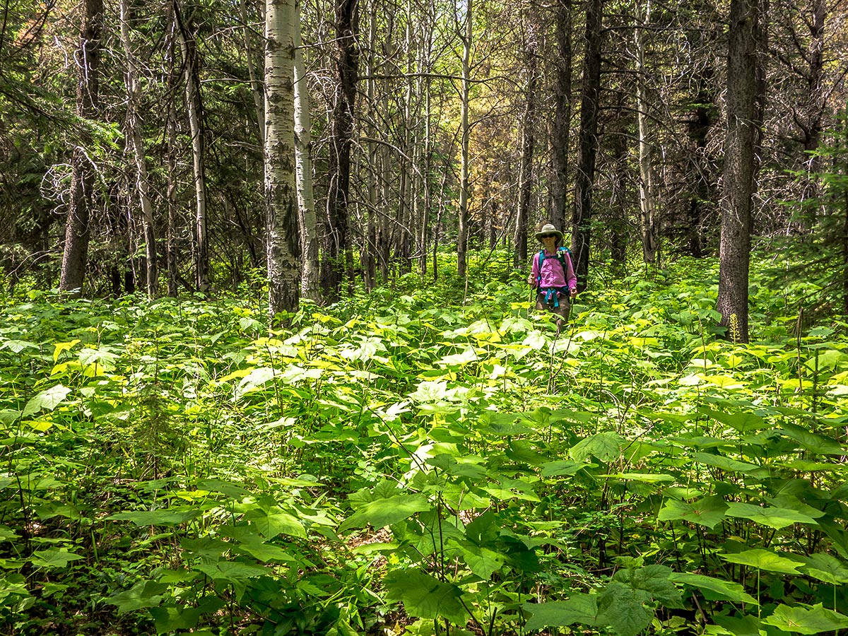 Bushwhacking on Syncline Mountain on Mount Coulthard scramble in Castle Provincial Park, Alberta