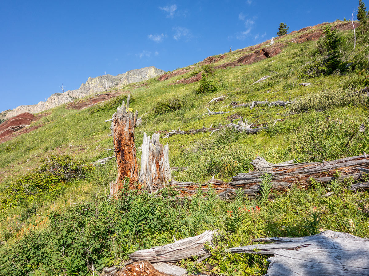 Frost thins on Syncline Mountain on Mount Coulthard scramble in Castle Provincial Park, Alberta