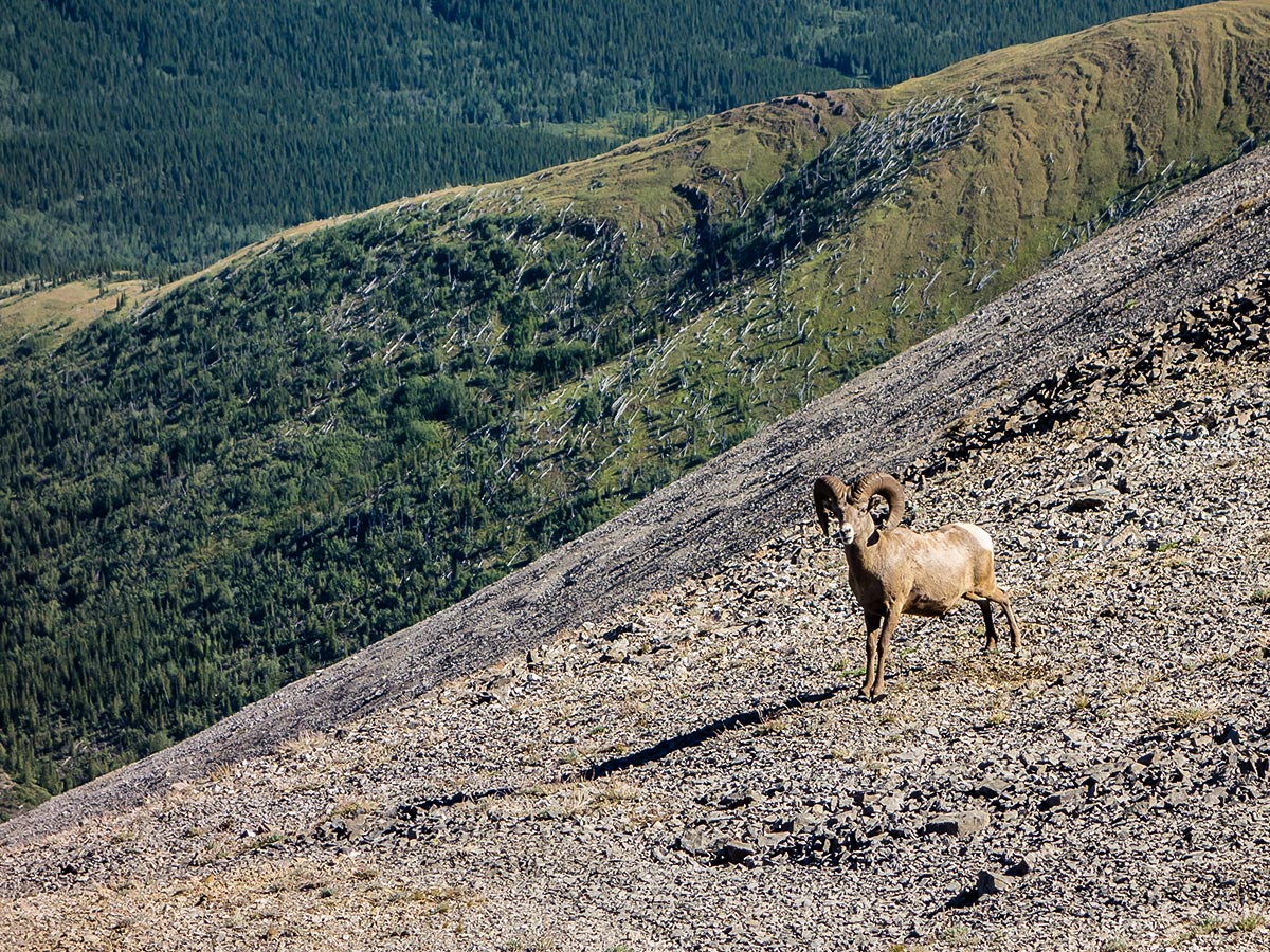 Ram on Weary Creek backpacking trail near Kananaskis, the Canadian Rockies