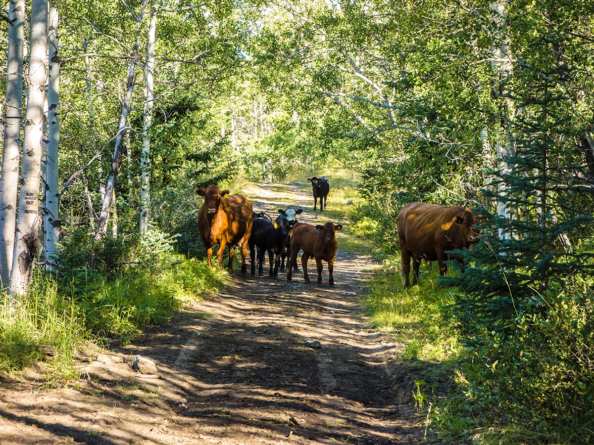 Cows on Weary Creek backpacking trail near Kananaskis, the Canadian Rockies