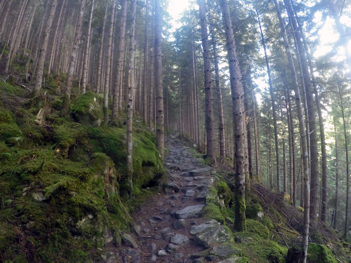 Path through woods on Maxhütte hike in Mayrhofen, Zillertal Valley, Austria