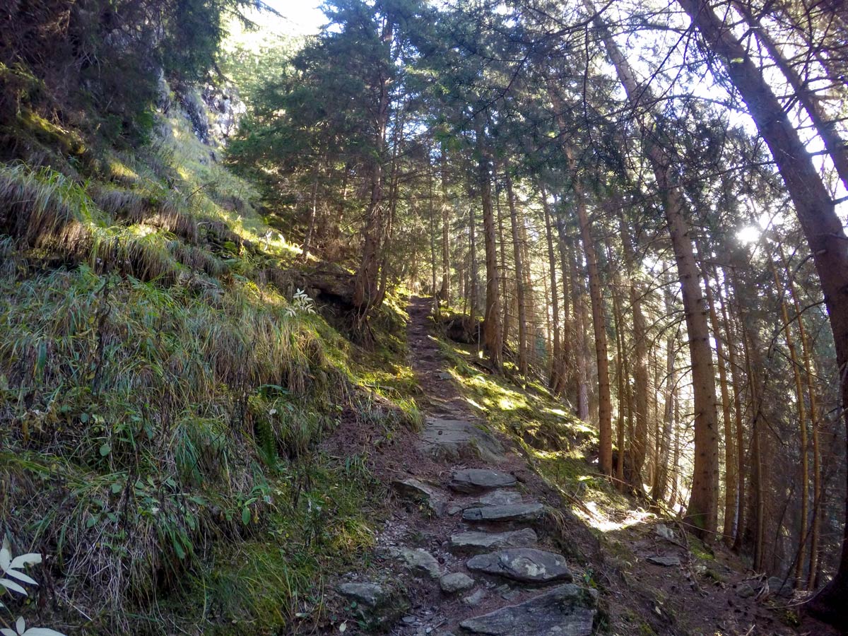 Trail through the woods on Tristner hike in Mayrhofen, Zillertal Valley, Austria