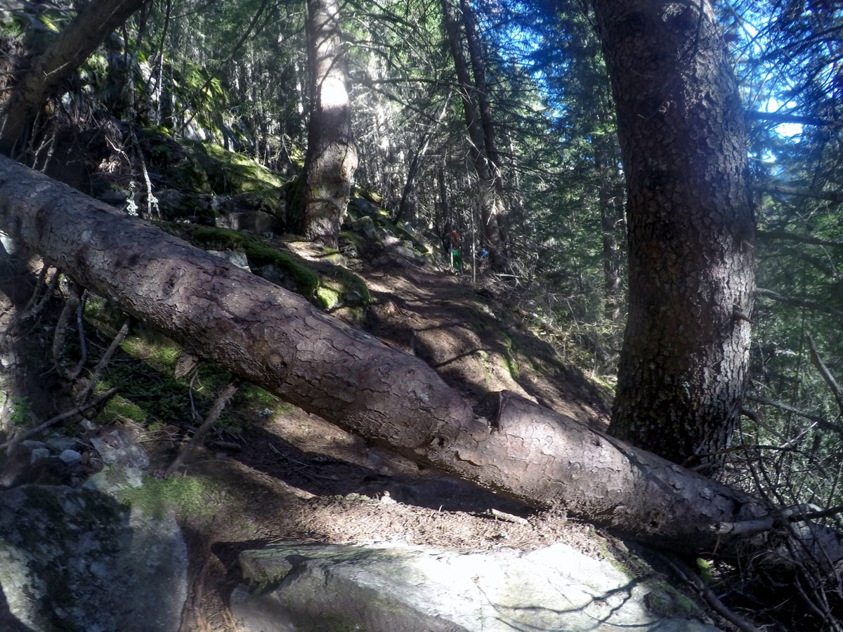 Trees on Tristner hike in Mayrhofen, Zillertal Valley, Austria