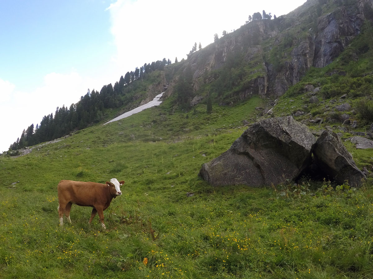 Cows on Zittauer Hütte hike near Mayrhofen, Zillertal Valley, Austria