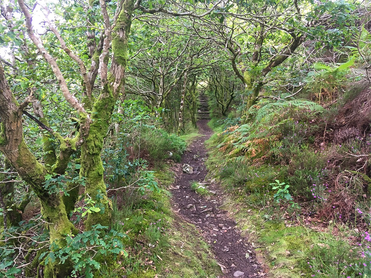 Woodland path up to Barmouth Panorama hike in Snowdonia