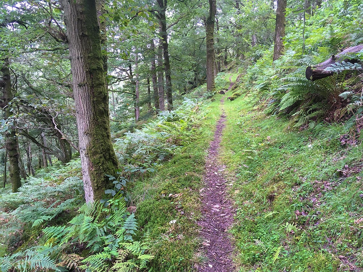 Woodlands towards National Trust Workbase on Dolmelynllyn Estate hike in Snowdonia, Wales
