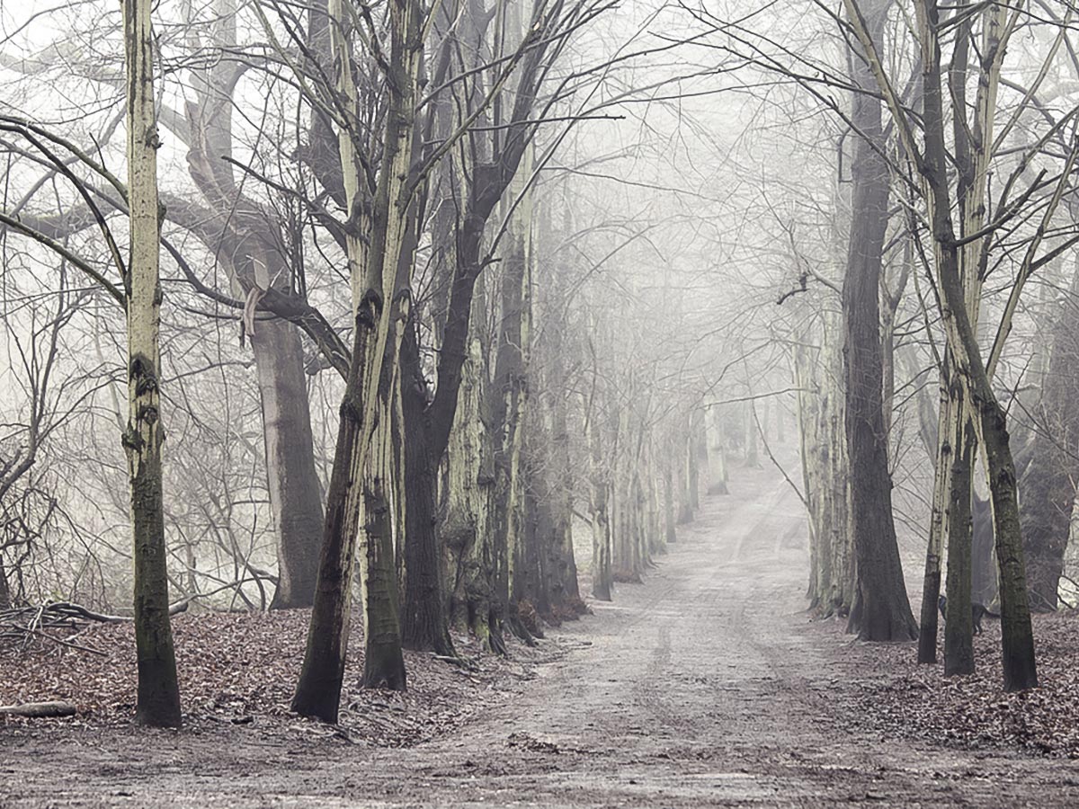 Foggy morning on Hampstead to Highgate walking tour in London, England