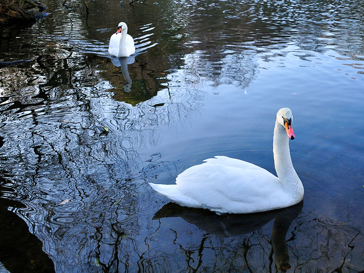 Swans in a pond on Hampstead to Highgate walking tour in London, England