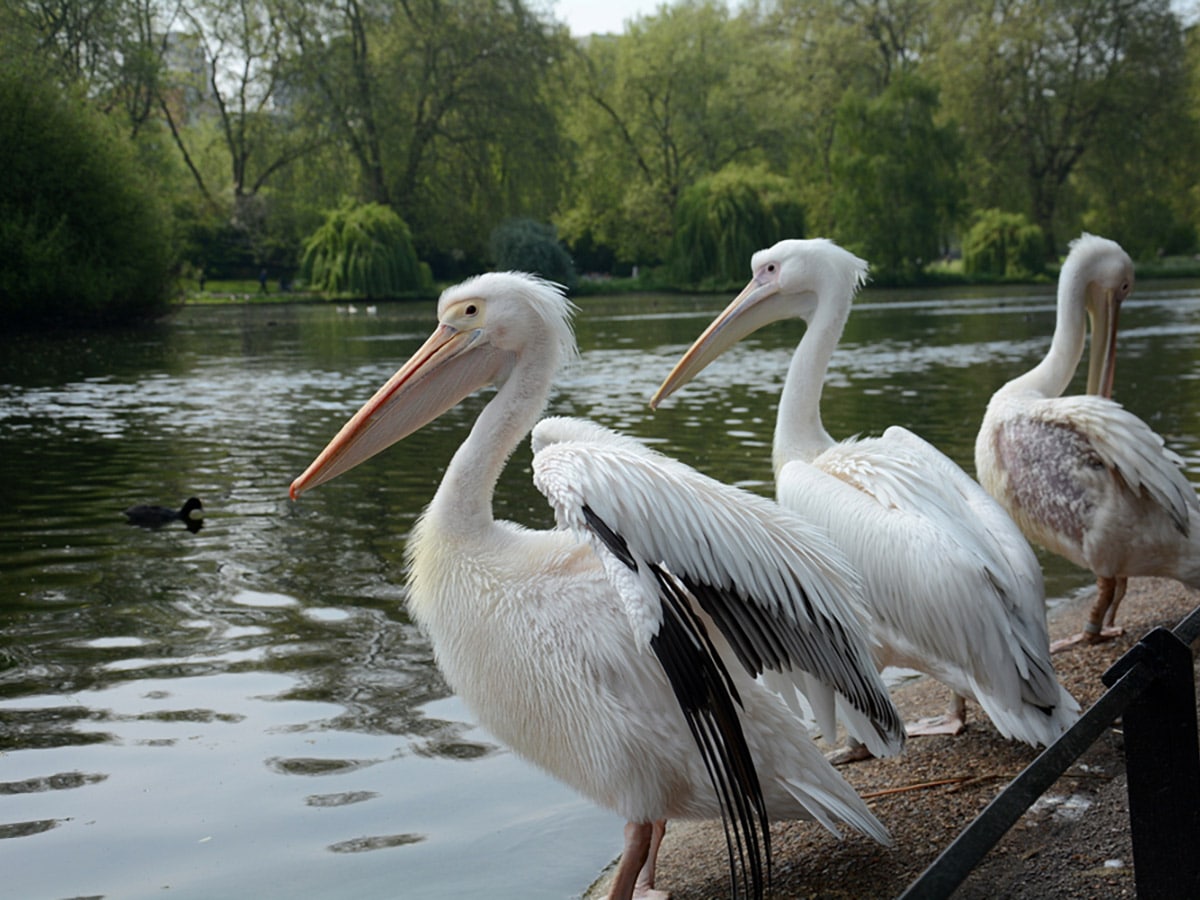 White Pelicans at St James's Park on St. James, Green, Hyde and Kensington parks walking tour in London, England