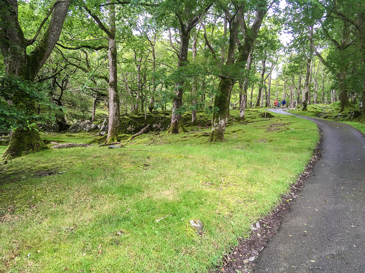 Trail along Afon Gamlan on Rhaeadr Ddu and Coed Ganllwyd hike in Snowdonia National Park, Wales