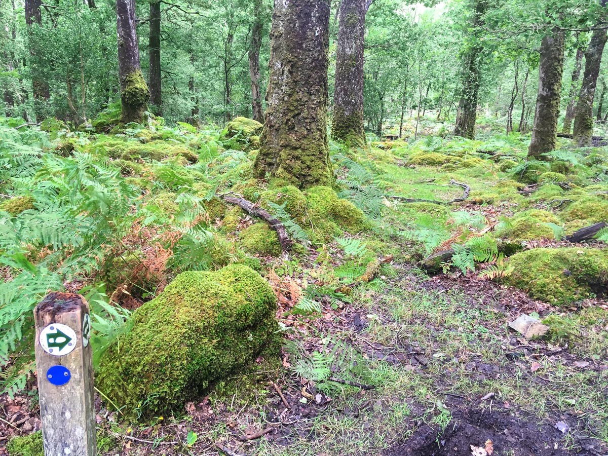 Woodland path on Rhaeadr Ddu and Coed Ganllwyd hike in Snowdonia National Park, Wales
