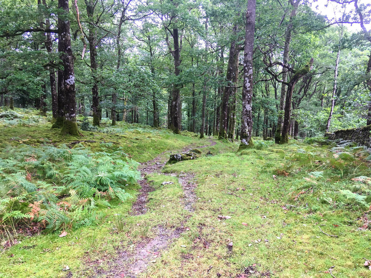 Grassy trail to Coed Ganllwyd on Rhaeadr Ddu and Coed Ganllwyd hike in Snowdonia National Park, Wales