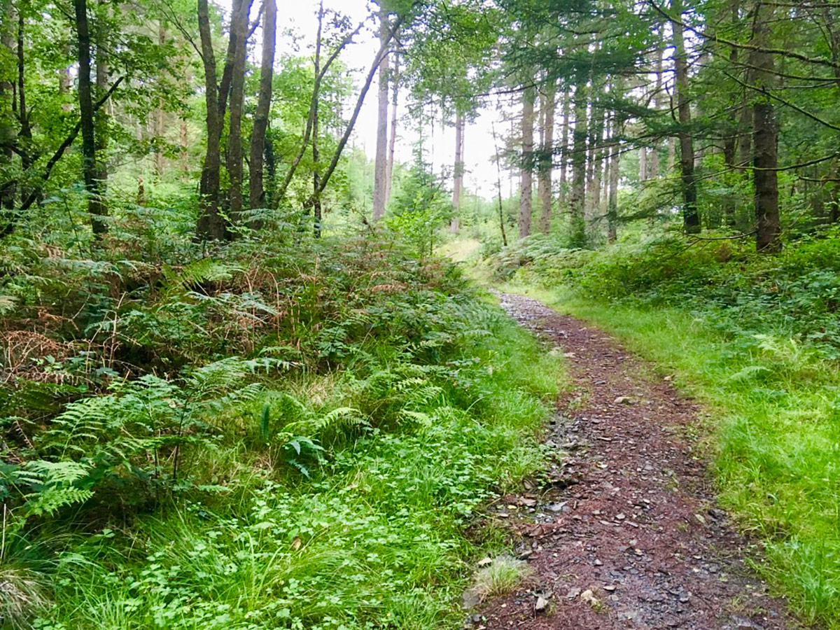 Woodland track on Swallow Falls hike in Snowdonia leads to Ugly House