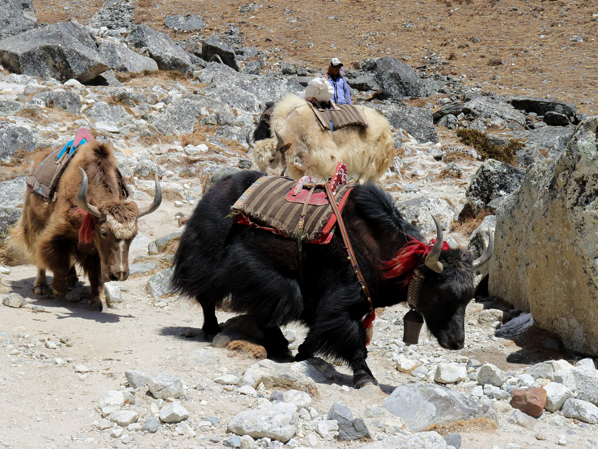 Yaks are everywhere on Mount Everest Base Camp Trek