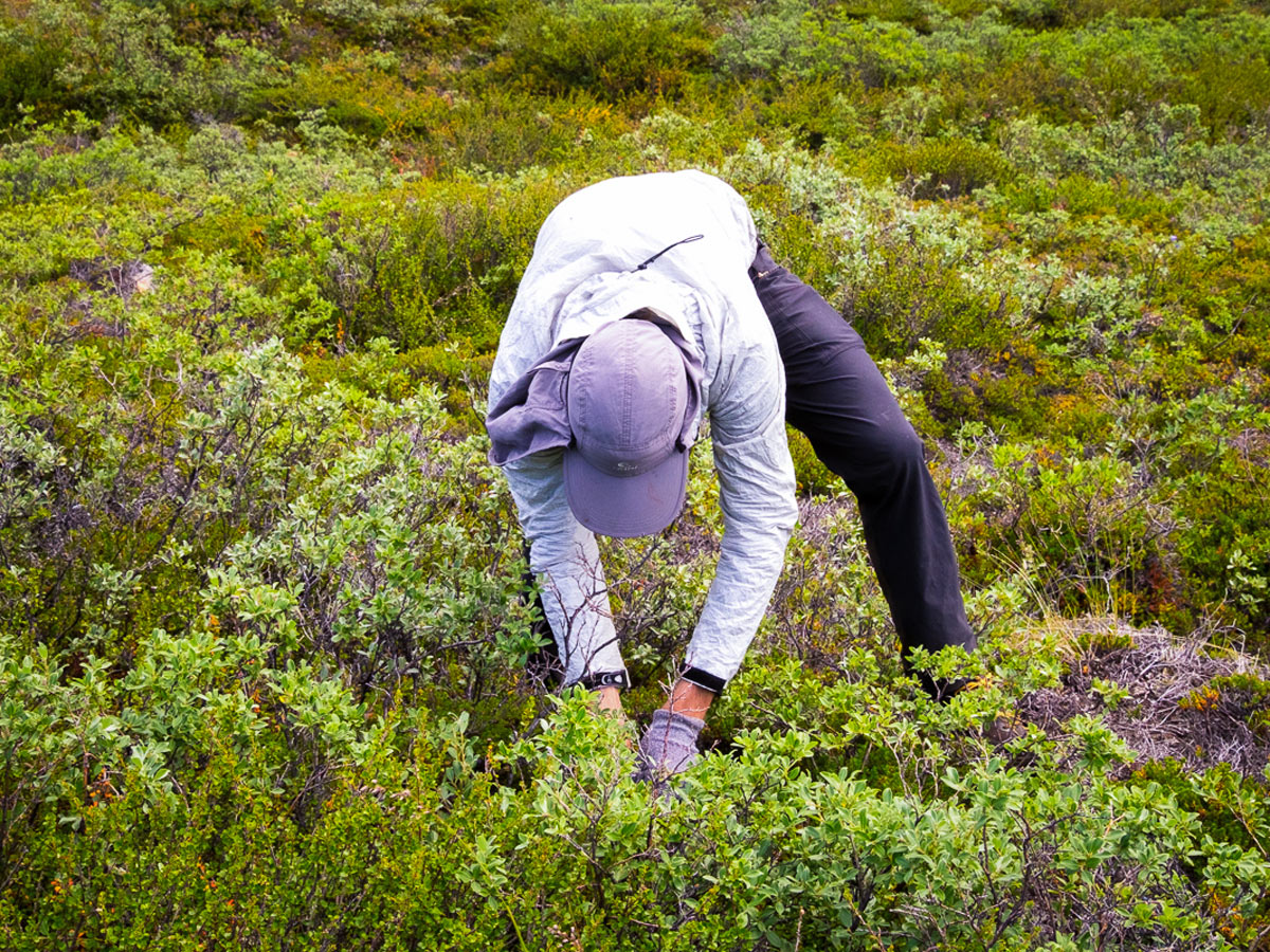 Foraging for wild blueberries on Arctic Circle Trail in West Greenland