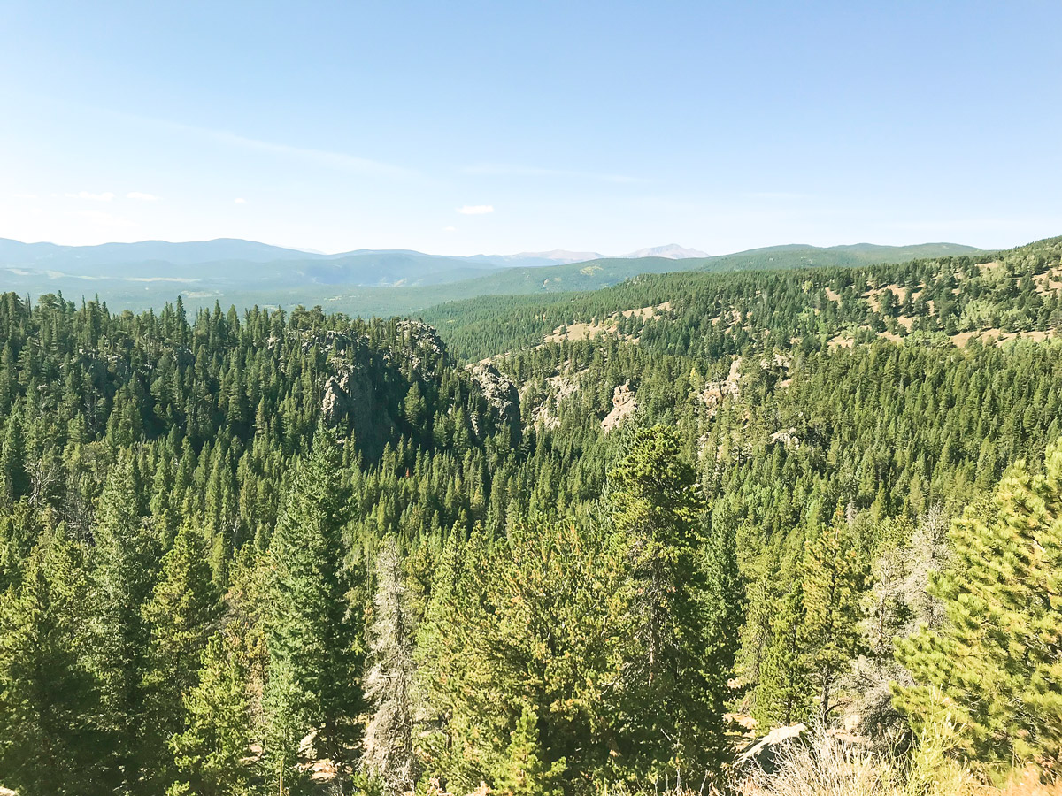 Forest surrounding Peak to Peak Highway road biking route in Boulder, Colorado