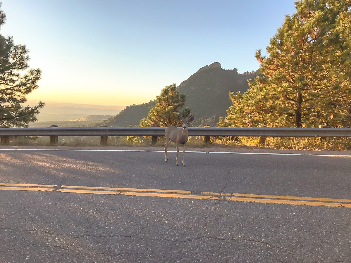 Fauna on Flagstaff Mountain road biking route near Boulder, Colorado