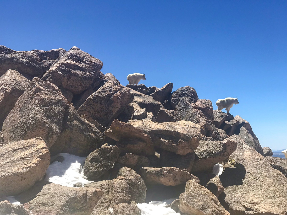 Mount Evans hike in Denver and goats