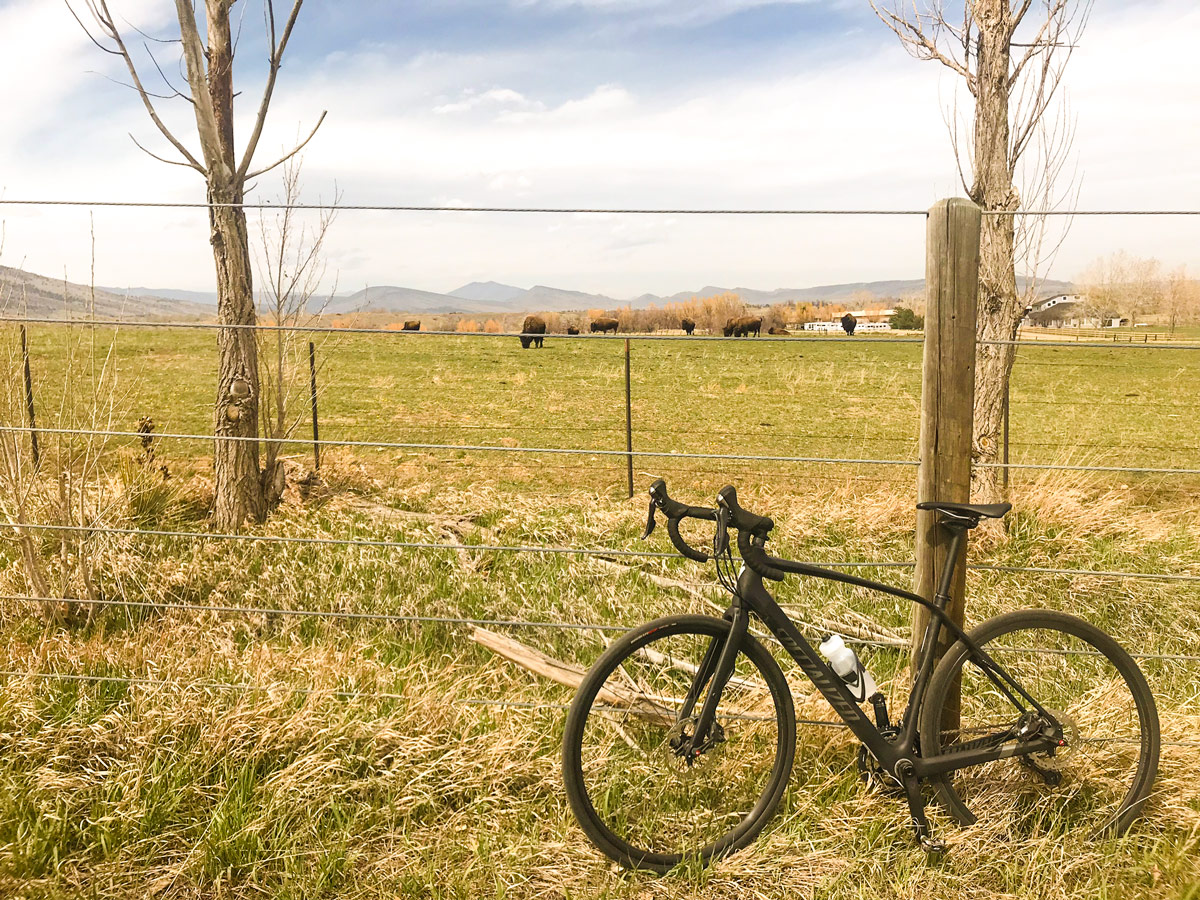 Bike and bisons on N 63rd St loop road biking route in Boulder, Colorado