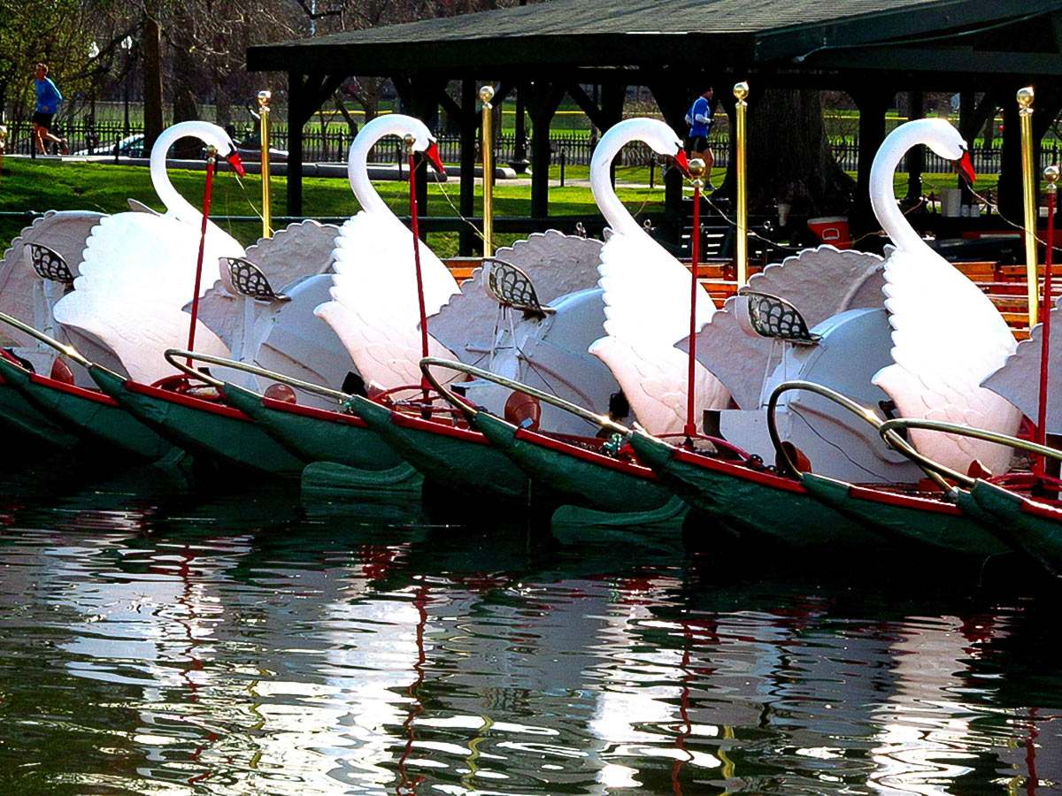 Swan Boats at the lagoon on MIT to Beacon Hill city walk in Boston, Massachusetts