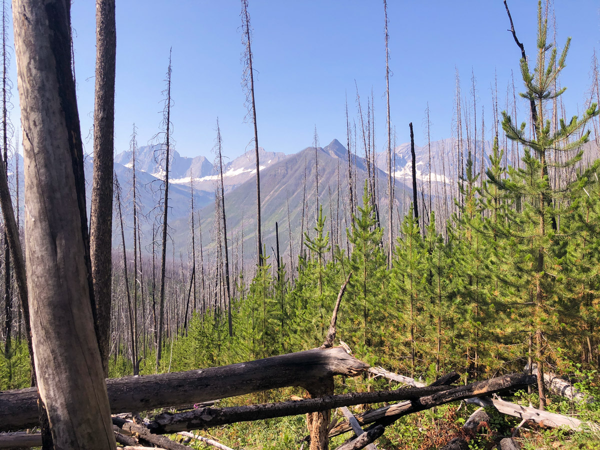 Hiking through the burnt forest on Ball Pass to Shadow Lake backpacking trail in Kootenays National Park