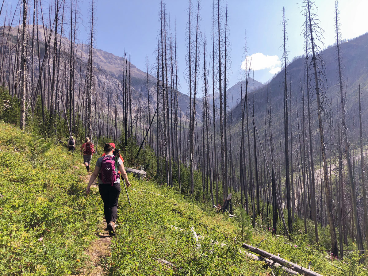 Ball Pass to Shadow Lake backpacking trail in Kootenays National Park has a beautiful approach to the pass