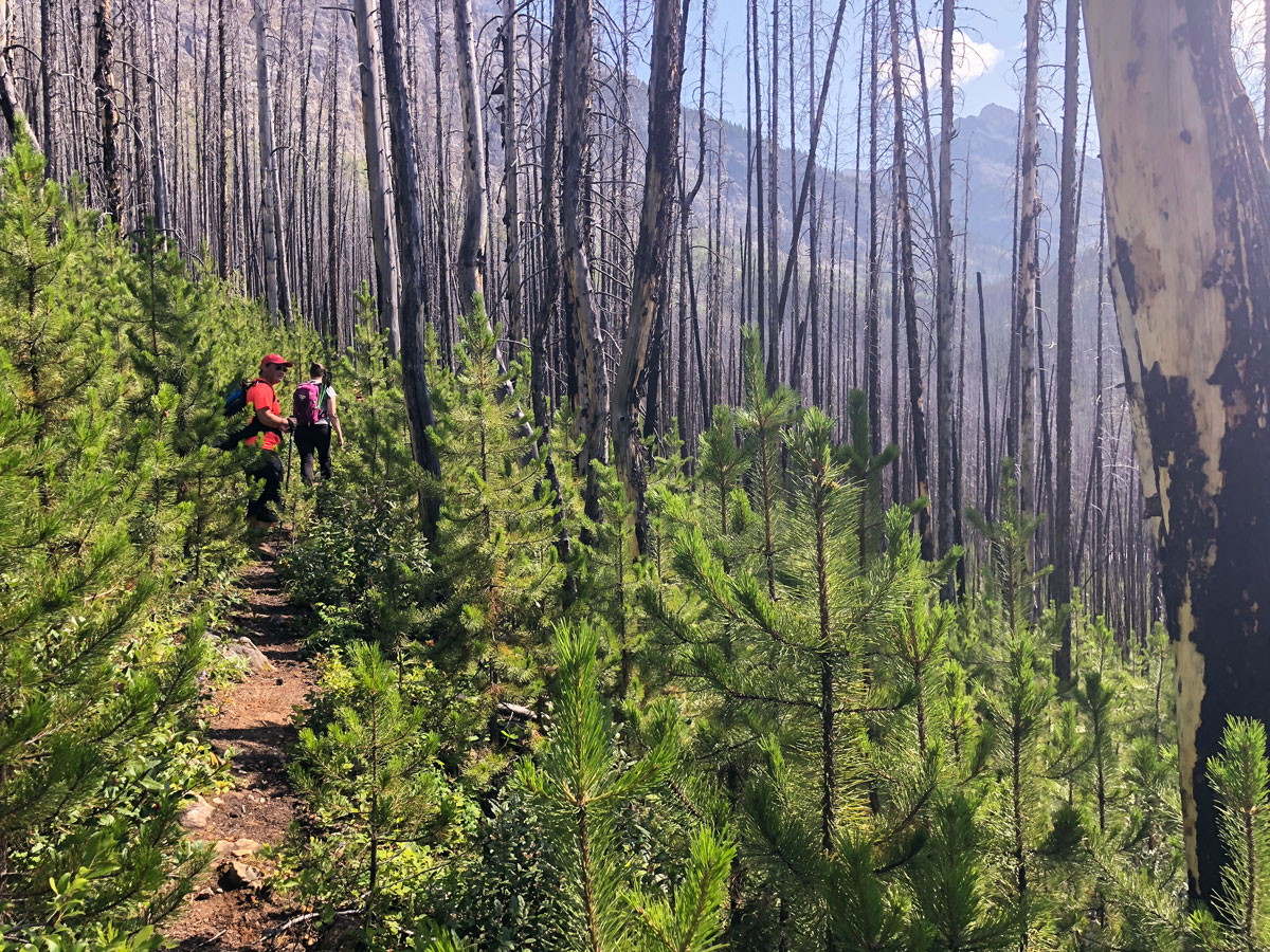 Path through the burnt out forest on Ball Pass to Shadow Lake backpacking trail in Kootenays National Park