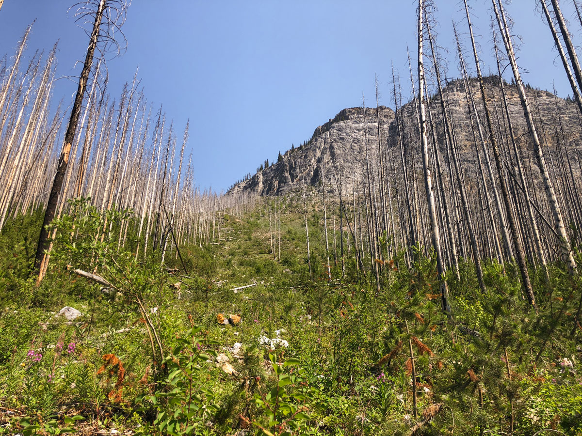 Ball Pass hike in Kootenay National Park has beautiful scenery